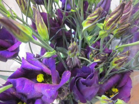 Mörklila prärieklocka